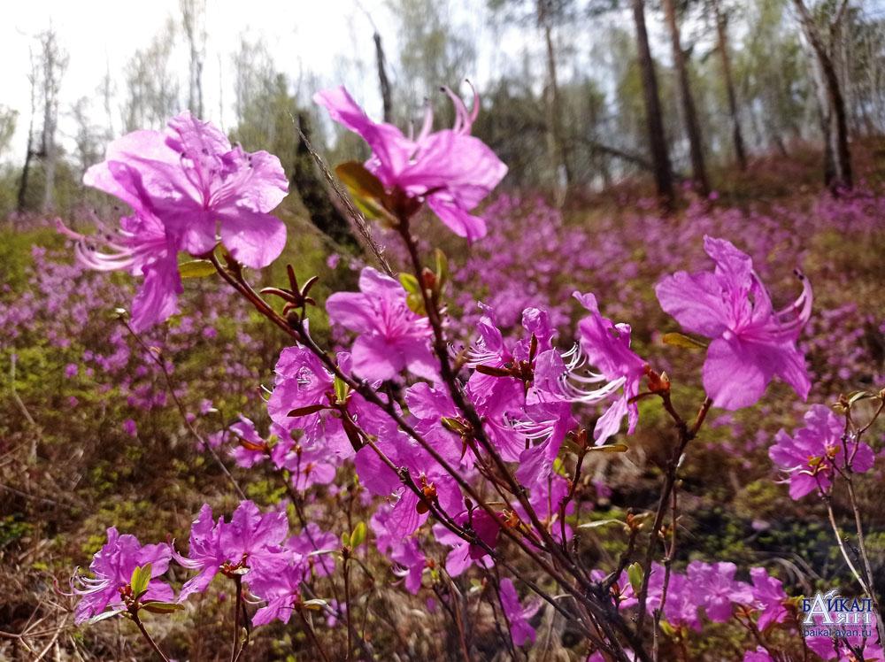 Багульник на Байкале