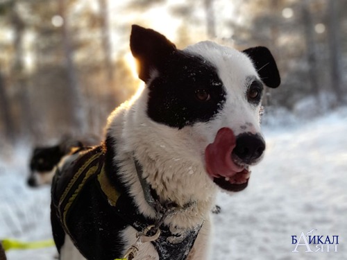 Собачьи упряжки на Байкале: организация и места и проведения катаний в 2023 году